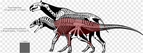 Tyrannosaurus Spinosaurus Dinosaur size Allosaurus Nanotyrannus ...