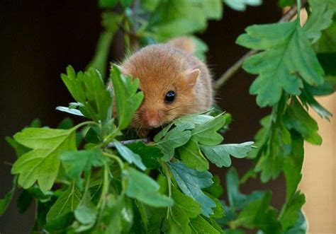 British Wildlife Centre ~ Keeper's Blog: Dormice on Camera