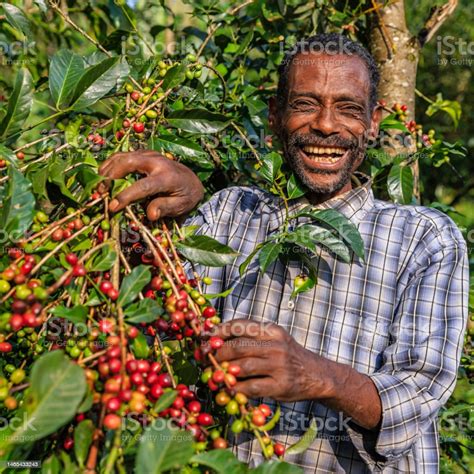 African Man Collecting Coffee Cherries East Africa Stock Photo - Download Image Now - iStock