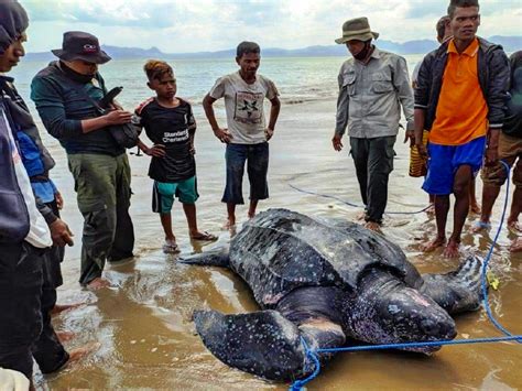 Penyu Belimbing Sering Terjaring Nelayan di Kupang. Dimana Saja Habitatnya di NTT? - Mongabay.co.id