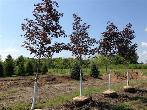 Crimson King Maple - Red Maple Trees For Sale - Buy Maples