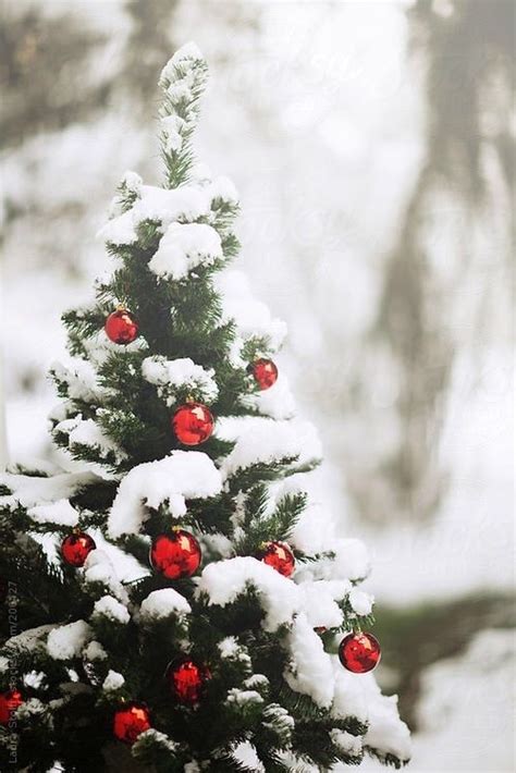 Decorated Christmas Tree Outside Pictures, Photos, and Images for ...