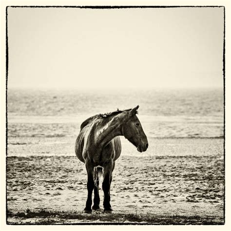 I Took Pictures Of Wild Horses In South Africa, Here Are 27 Of Them ...