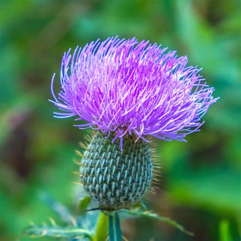 44 PURPLE Wildflowers in Florida! (ID Guide) - Bird Watching HQ