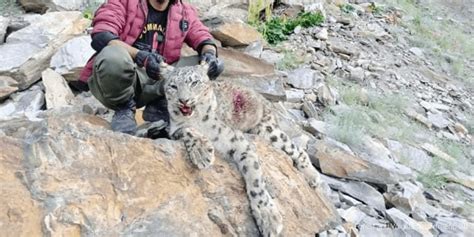 Drivers of snow leopard poaching and illegal trade in Pakistan – Snow ...