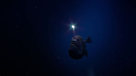 Creature Spotlight: Anglerfish – SUMMER