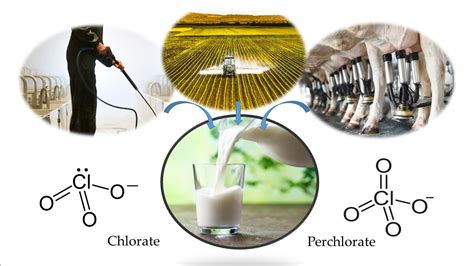 Foods | Free Full-Text | Presence of Chlorate and Perchlorate Residues in Raw Bovine Milk from ...