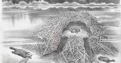 Beaver Lodge Cutaway Sketch | LIFE NEEDS ART