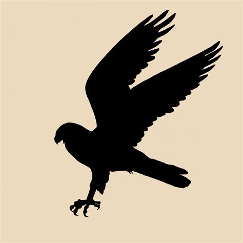 Bird Of Prey Silhouette Free Stock Photo - Public Domain Pictures