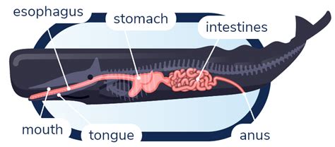 Sperm Whale Skeleton Diagram