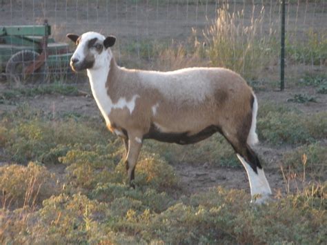 Jane - Still Willow Painted Desert Sheep