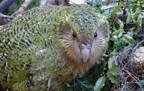 Kakapo. New Zealand ground parrot. Only 126 of these parrots left. | Parrots | Pinterest ...