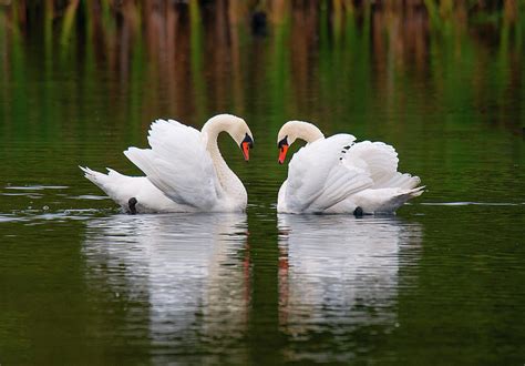 Love Birds Photograph by Colin Carter Photography - Fine Art America