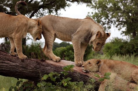 Wildlife, lions, Zambia - Dietmar Temps, photography