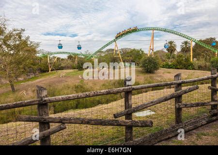 Cheetah Hunt roller coaster winding through animal habitat and past ...