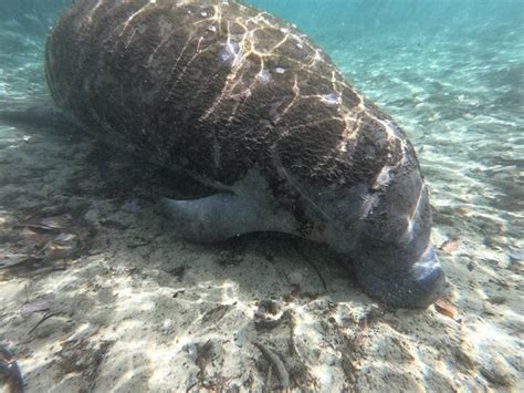 MANATEE ADVENTURES (Crystal River) - What Should I Know BEFORE I Go?