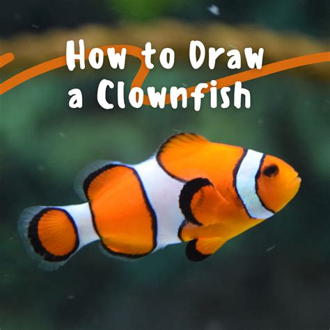 How to Draw a Clownfish - FeltMagnet