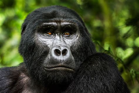 Why You Need to See Africa's Mountain Gorillas in Uganda