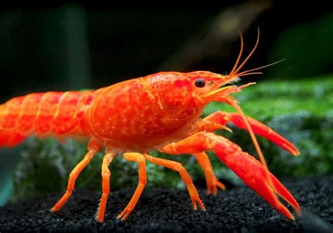 Adult Red Crayfish