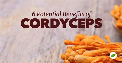 Mushroom Science: 6 Cordyceps Benefits for Optimal Health