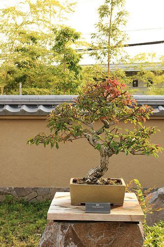 錦木 Nishikigi (Spindle Tree) - 盆栽美術館 - bonsai museum | Bonsai styles ...