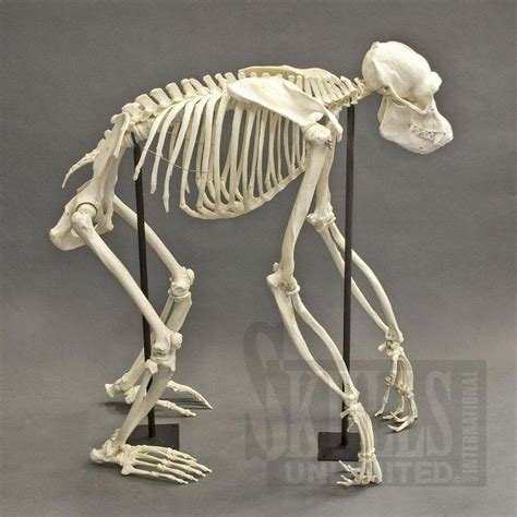 silverback gorilla skeleton - Google Search Skeleton Muscles, Skeleton Bones, Skull And Bones ...