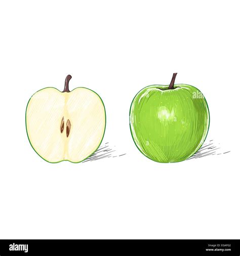 green apple with cut half sketch draw isolated over Stock Photo - Alamy