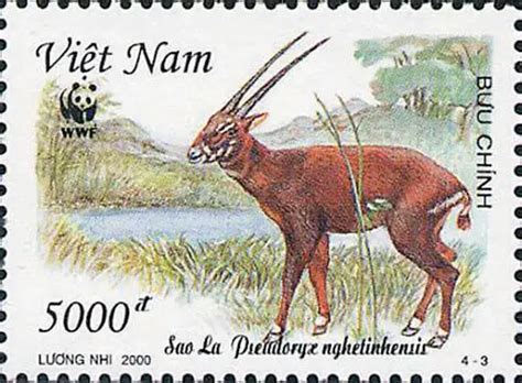 Saola – Pseudoryx nghetinhensis - Critically Endangered Species