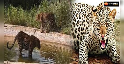 Jaipur Challenges are increasing with the family of leopards, cubs are not getting away from ...