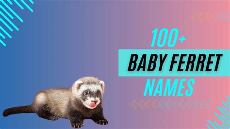 100+ Baby Ferret Name: (Cute, Famous & Funny)