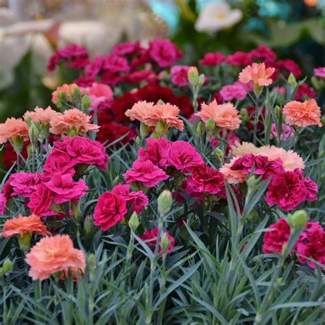 Dianthus – Easy To Grow Bulbs
