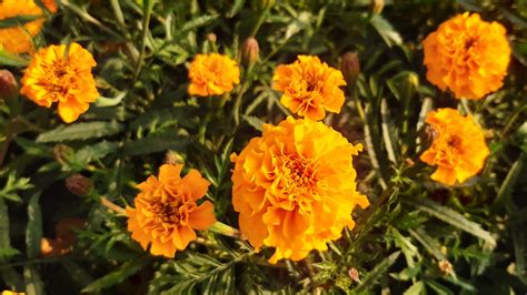 Mexican marigold | Kew