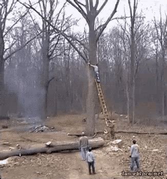 Tree Fall GIF - Tree Fall Fail - Discover & Share GIFs