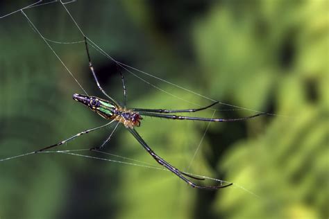 Gratis Afbeeldingen : natuur, bloem, wildlife, insect, fauna, ongewerveld, detailopname, spin ...