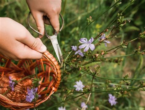 7 Tips For A Better Harvest - Backyard Boss