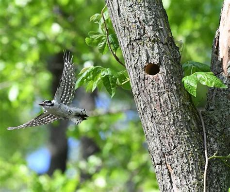 Downy woodpecker in Milford, Michigan. Photo by Jocelyn Anderson ...