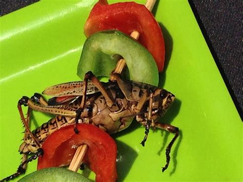 8 Edible Bugs That Could Help You Survive - Eat Tomorrow Blog