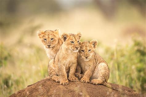 Cute Lion Cubs Wallpapers