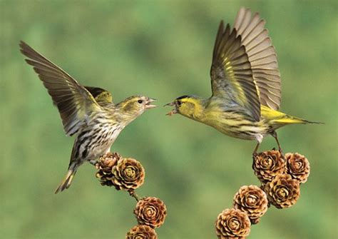 British finches: A simple guide - Country Life