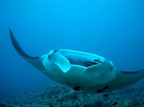 Diving with manta rays in Maui (photo credit: Chantal Branscombe ...