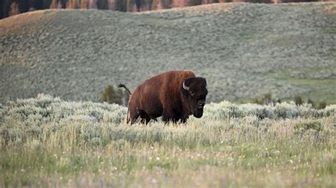 Bison attacks family at Yellowstone National Park - Internewscast Journal