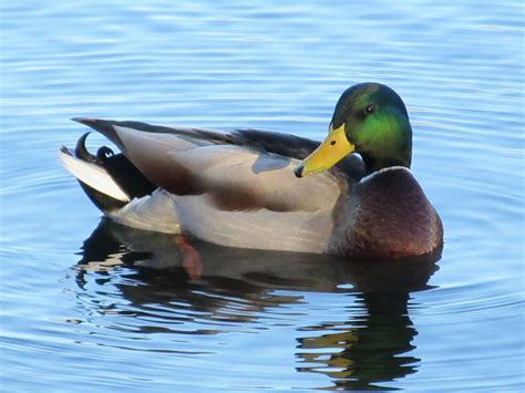 Swimming Duck Free Stock Photo - Public Domain Pictures