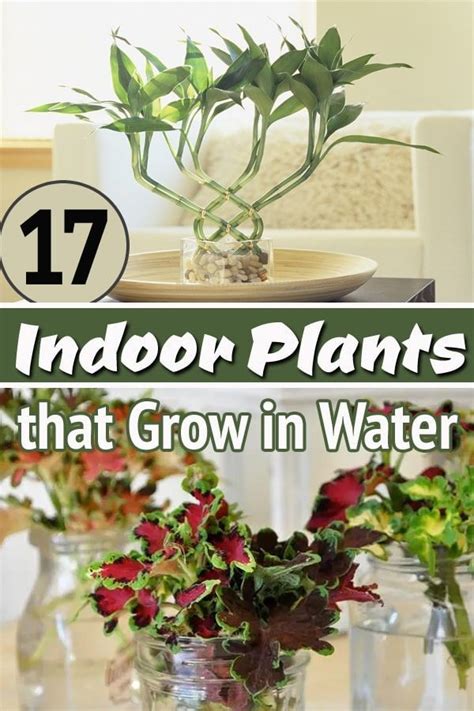 It's better than Tinder! in 2024 | Plants grown in water, Indoor water garden, Water garden plants