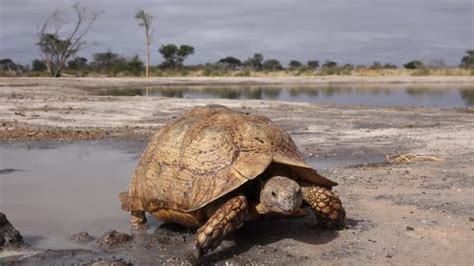 Leopard Tortoise In Natural Habitat, Stock Footage | VideoHive