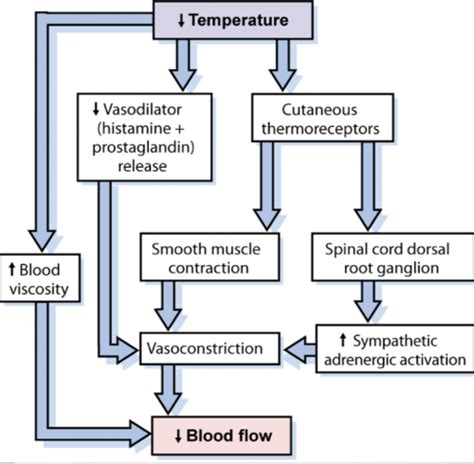 Thermal Agents: Effects of Cryotherapy (Pt. 2) Flashcards | Quizlet