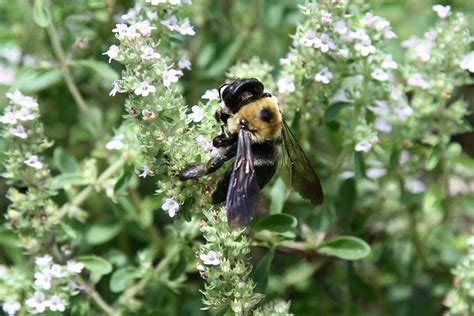 More Strange Climate Change News: Longer Flowering Season Is...Bad for Bees? - Modern Farmer