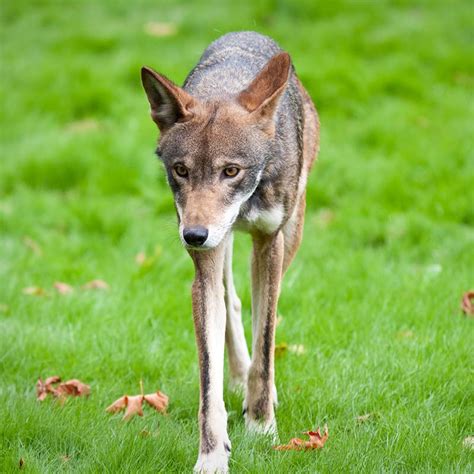 Red Wolf - Endangered Species - Endangered Wonders