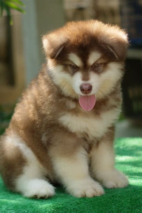 Pin by Kaitlynne Tisdale on Cute!!! in 2020 | Malamute puppies, Giant ...