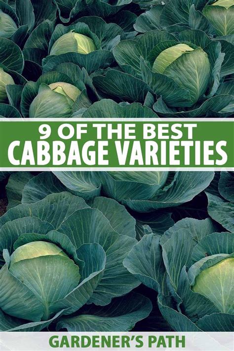 9 of the Best Cabbage Varieties | Gardener's Path | Cabbage varieties, Cabbage, Winter ...