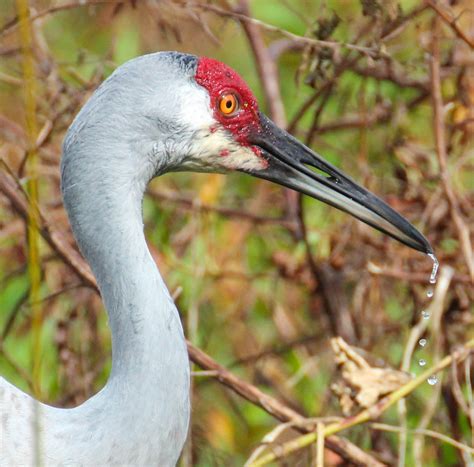 Cannundrums: Florida Sandhill Crane